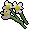 White flowers.png
